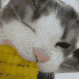 Emoji LS_corn