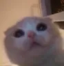 Emoji Catface_LS