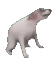 Emoji funnyanimalscrazy