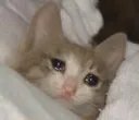 Emoji 6560cesleepcat3