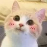 Emoji 3473ceblush6