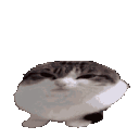 Emoji catwtf