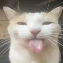 Emoji miaou