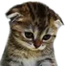 Emoji Catsadness_LS