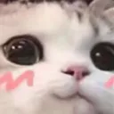 Emoji Nay_Cat_blush
