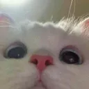Emoji Nay_cat
