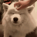 Emoji O_Nay_Dog_2