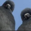 Emoji Pigeon