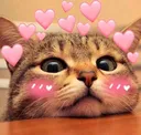 Emoji cutecat