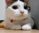 Emoji catdisagreeing