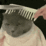 Emoji catcombing