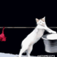 Emoji catwashingclothes