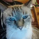 Emoji chatmascotte