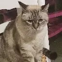 Emoji chatmascottedprim