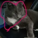 Emoji potodechatmascottenamour