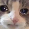 Emoji catcry