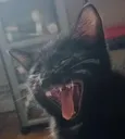 Emoji CatBaille