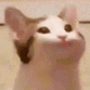 Emoji catpop