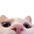 Emoji FS_5cat_peek