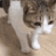 Emoji catfall