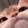 Emoji tama_cutecatt