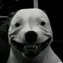 Emoji SECT_dog_smiling