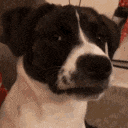 Emoji rpfr_dogwut