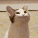 Emoji gato_bocudo