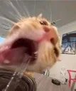Emoji cat2