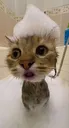 Emoji cat