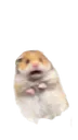 Emoji hamstermemeremovedbackground