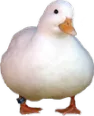 Emoji 3638cuteduck