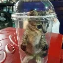 Emoji cup_cat