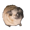 Emoji TheImmortalDancingDoggo