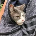 Emoji miaow