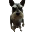 Emoji nrv
