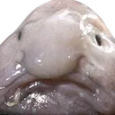 Emoji blobfish