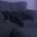 Emoji dogsleep