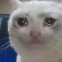 Emoji sadcat2