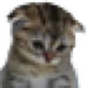 Emoji sadcat