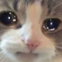 Emoji catsad
