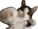 Emoji CRDCatPunch