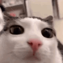 Emoji eranceplinkcat