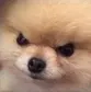 Emoji wouaf