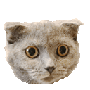 Emoji cgifchoc