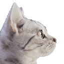 Emoji cgifoui