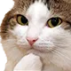 Emoji chatmesquin