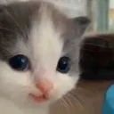 Emoji cathehe