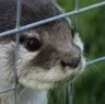 Emoji sad_otter_fence