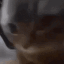 Emoji ChipiChipi_Cat